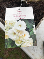 Rose - Climbing Iceberg